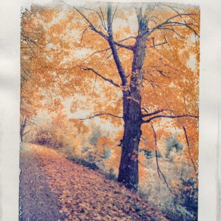 5x7 polaroid transfer early to mid 1990s Fall foliage. Hillsdale, NY