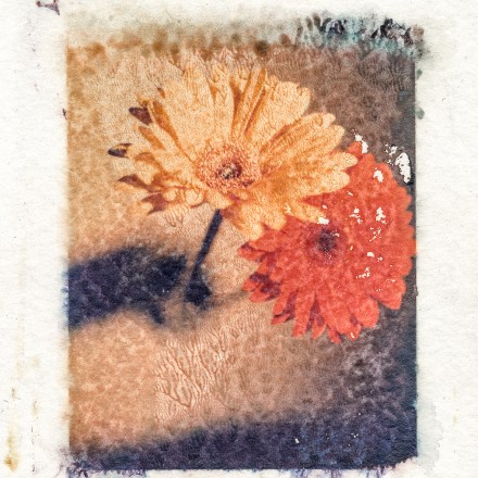 5x7 polaroid transfer early to mid 1990s flowers