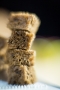 chiossone_20150321_3C3A5701.jpg