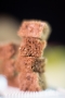 chiossone_20150321_3C3A5712.jpg